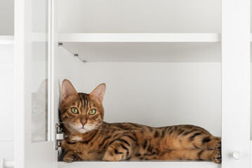 Cat lying in cabinet