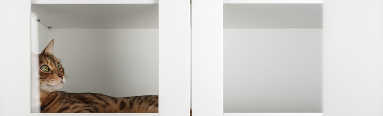 Bengal cat inside cupboard
