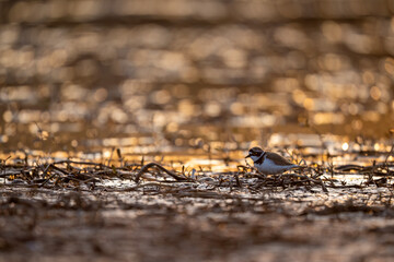 Little ringed plover in evening glow reflects adaptability awareness and stability