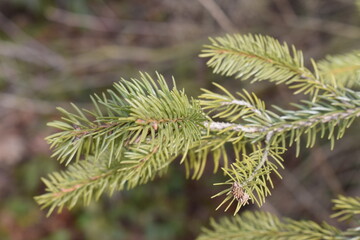 view of the landscape in the Czech Republic
