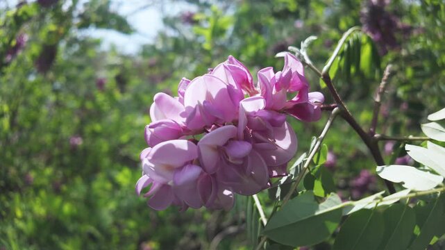 Close-up of beautiful cluster of vivid pink flowers of the Rose Acacia or Bristly locust, Robinia hispida sway in the wind on a sunny day