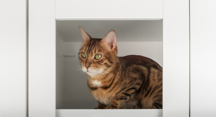 Bengal cat inside cabinet