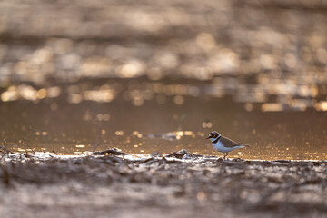 Little ringed plover stands in wetland during backlit sunset showing delicate posture balance glowing rimlight and serene presence