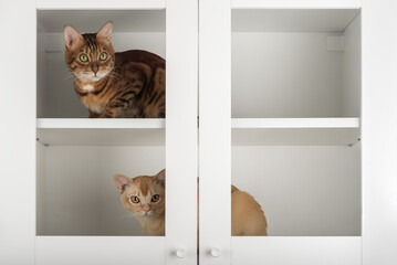 Bengal and Burmese cats cabinet