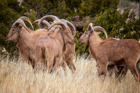 Barbary Sheep