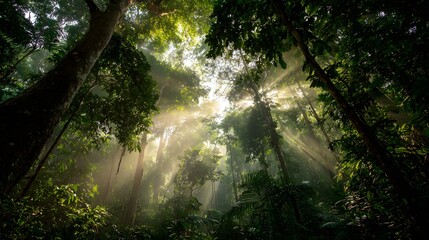 Obraz premium Sunlight filtering through dense jungle canopy creating a mystical and serene natural scene.