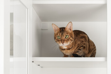 Bengal cat inside cabinet
