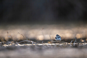 Little ringed plover resting at sunset expresses calm composure