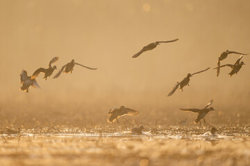 Sunrise horizon frames flock of ducks gliding through haze