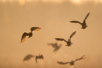 Mist filled morning enhances flock of ducks airborne formation naturally