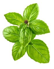Bright green basil plant with vibrant leaves and a small flower on a stark white background