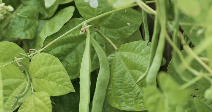Green bean pods hanging from bush in farm garden with dew drops. Fresh legumes for healthy nutrition, organic vegetable crop cultivated outdoors, natural protein rich food concept. Legume (Fabaceae)