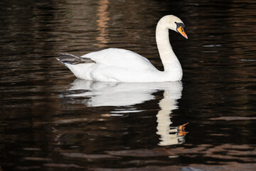 Naklejka premium White swan on river with reflection, Berkshire, UK