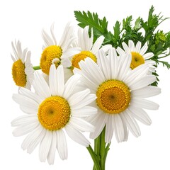 Bunch of bright white daisies with yellow centers and lush green foliage against a clean white background