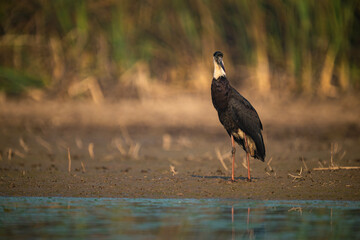 Woolly necked stork closeup in wetland showing alert posture textured plumage balance and calm presence