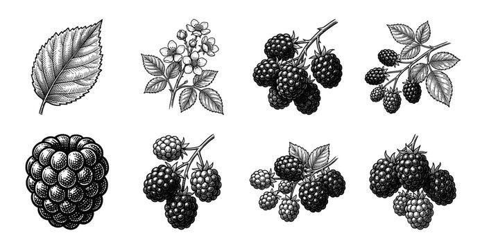 Vintage blackberry botanical illustration set featuring hand drawn fruit clusters leaves and flowers in a classic black and white woodcut style.
