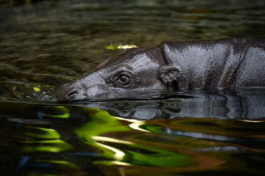 View of a pygmy hippopotamus swimming