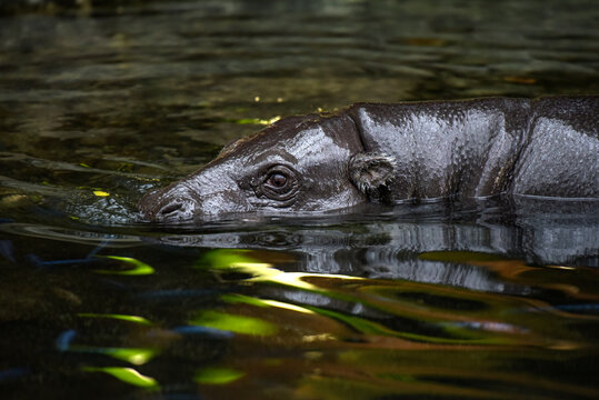 View of a pygmy hippopotamus swimming