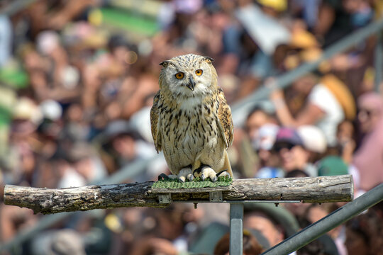 View on an Eurasian eagle-owl during a birds of prey show