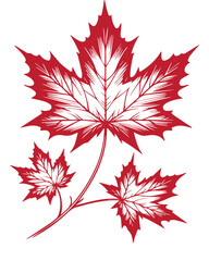 Red Maple Leaves Illustration