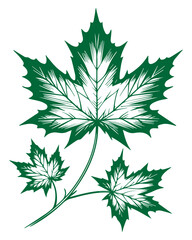 Maple Leaf Illustration