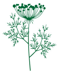 Dill herb illustration