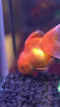 Oranda red fresh water fish (Carassius auratus) in aquarium