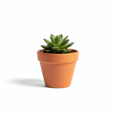 Fototapeta premium Small succulent plant in terracotta pot for home decor or gardening