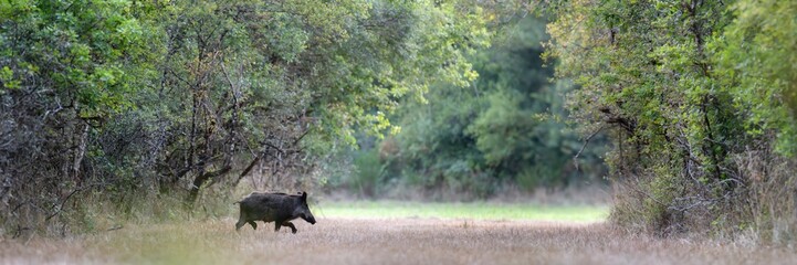 Female Wild Boar "sow" crossing a forest path while trotting. Sus scrofa, Sologne, Loiret 45, région Centre Val de Loire, France, European Union, Europe © Nature Emotion