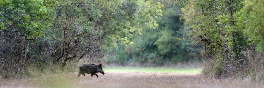 Female Wild Boar "sow" crossing a forest path while trotting. Sus scrofa, Sologne, Loiret 45, r&eacute;gion Centre Val de Loire, France, European Union, Europe