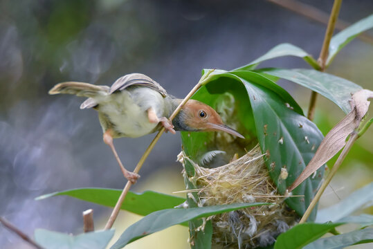 Close-up of a common tailorbird (Orthotomus sutorius) feeding its chick inside a carefully stitched leaf nest. The small bird perches on a thin branch while delivering food to the nestling. Captured i