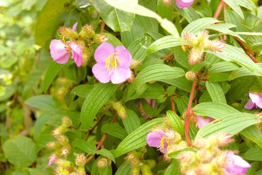 Pink Melastoma Affine Wildflower in Annapurna Region Nepal Himalaya
Annapurna Trek Flora