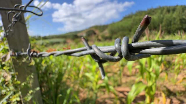 Barbed wire stretches across the frame with ants walking along it, set against rolling hills and cultivated plantations in rural farmland. Rural ecosystem.