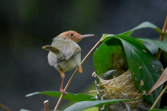 Close-up of a small tailorbird perched on a thin branch beside its nest made from stitched leaves. The bird shows soft brown and gray plumage with a slender beak, captured in natural daylight with smo