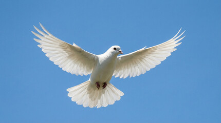 Obraz premium White dove flying gracefully in the blue sky, concept of easter 
