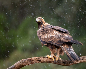 Majestuosa aguila real entre copos de nieve