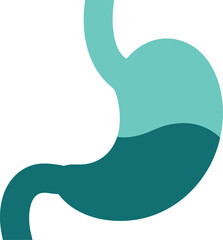 Stylized stomach anatomy illustration in teal shades