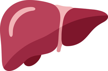 Human liver anatomy illustration in red shades