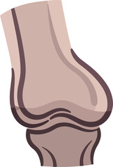 Stylized Human Bone Illustration Knee Joint Anatomy Vector