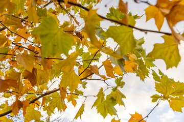 Fototapeta premium orange, yellow and green foliage of a tree in the autumn season against the background of a blue sky with white clouds