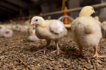 yellow chickens in a large poultry farm, a large number of young yellow-downed chickens in a poultry farm, a breed of chicken broiler for poultry meat production © rsooll