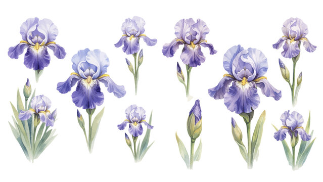 A charming watercolor collection of purple iris flowers, including full blooms, delicate buds, and elegant leafy stems in soft botanical detail.
