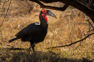 Male Southern Ground Hornbill with distinctive red facial skin under tree shade, Kruger National Park, South Africa