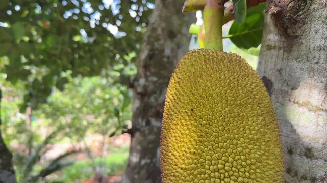 Large jackfruit grows tightly against the trunk surrounded by layered leaves and multiple tree stems inside a shaded fruit orchard area. Natural cultivation.