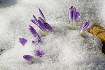 Fototapeten Krokus Wilde Krokusse im Frühjahr im Schnee  © Karin Jähne