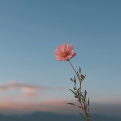 Fototapeta premium Delicate pink cosmos flower blooms against a serene blue sky with soft clouds