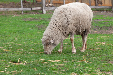 Sheep Grazing on Green Grass at Rural Farm