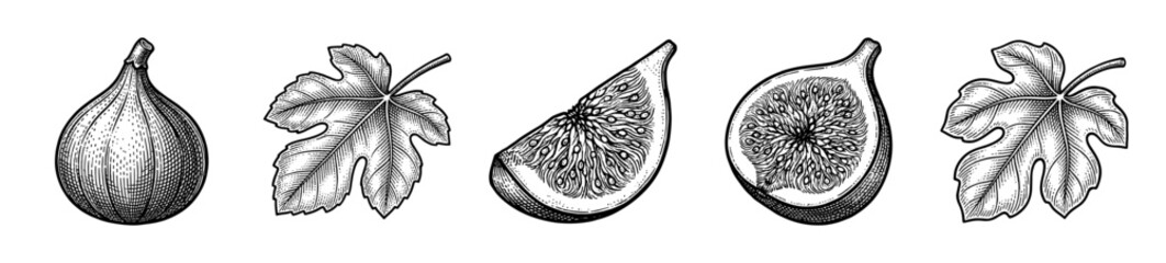 Vintage engraving of fig fruits and leaves including whole fruit, cross section, and sliced pieces in a detailed hand drawn ink style