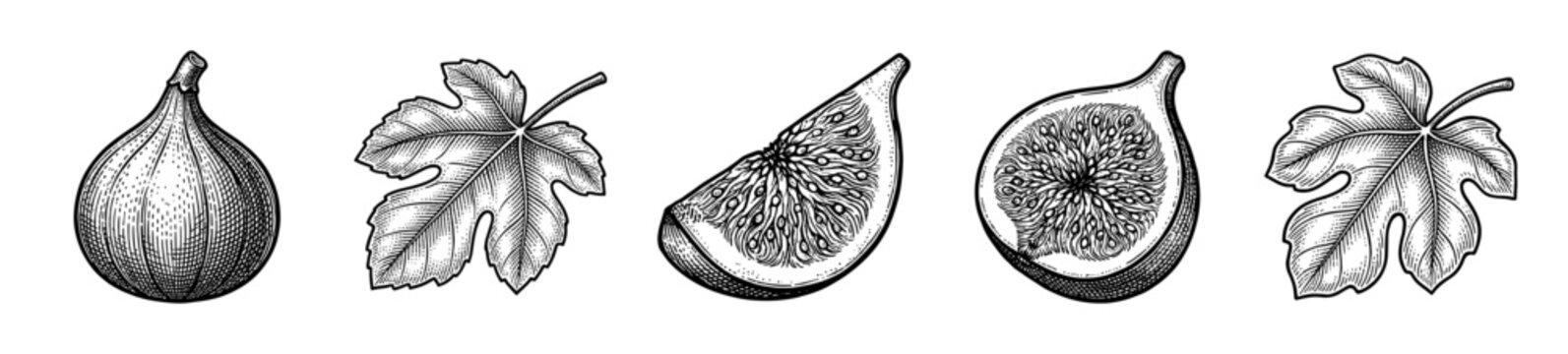 Vintage engraving of fig fruits and leaves including whole fruit, cross section, and sliced pieces in a detailed hand drawn ink style