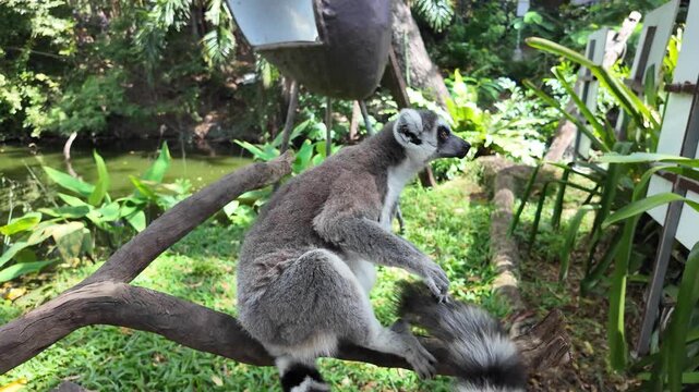 Ring-tailed lemur sitting on tree branch in lush tropical enclosure with water feature